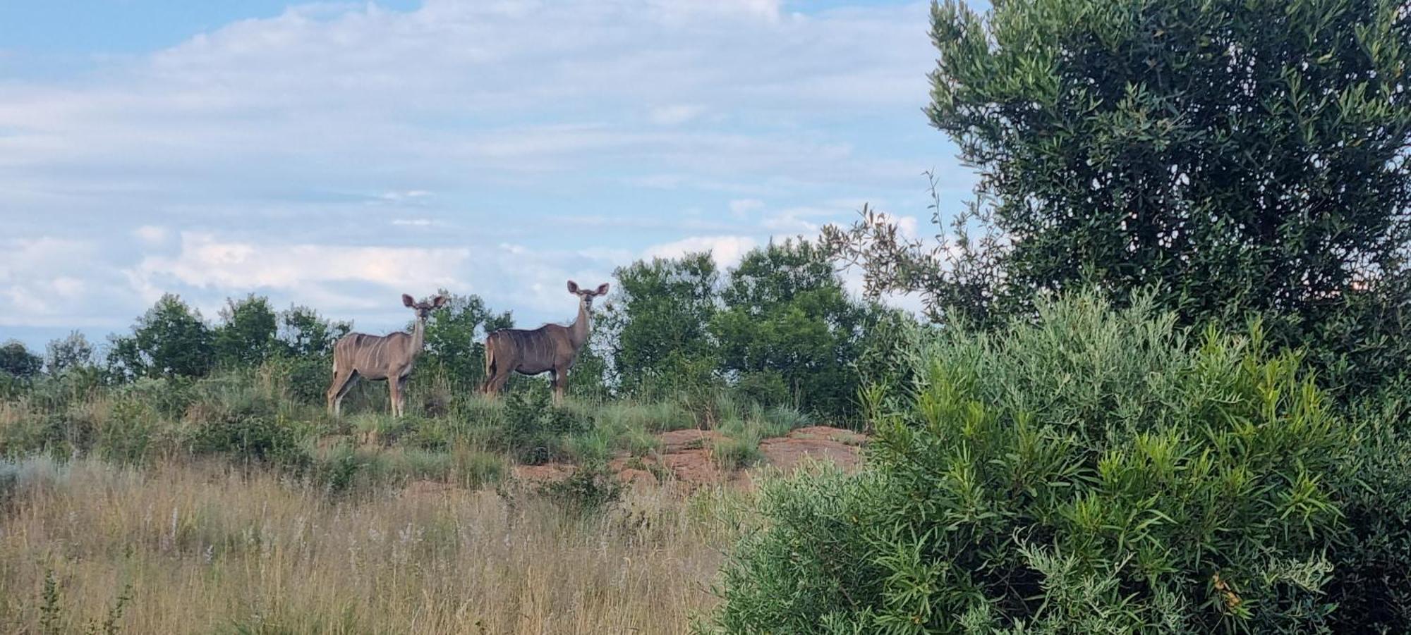 Kareekloof Game Farm Villa Derby Ngoại thất bức ảnh