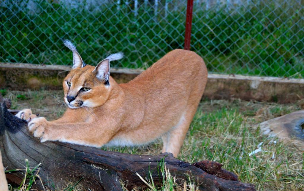 Kareekloof Game Farm Villa Derby Ngoại thất bức ảnh